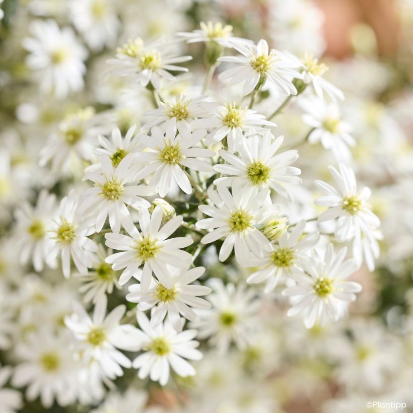 Olearia phlogopappa Spring Bling (Floração)