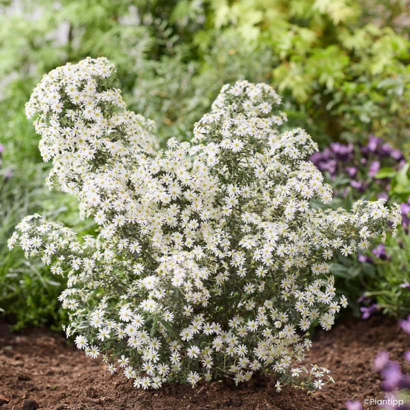 Olearia phlogopappa Spring Bling (Hábito)
