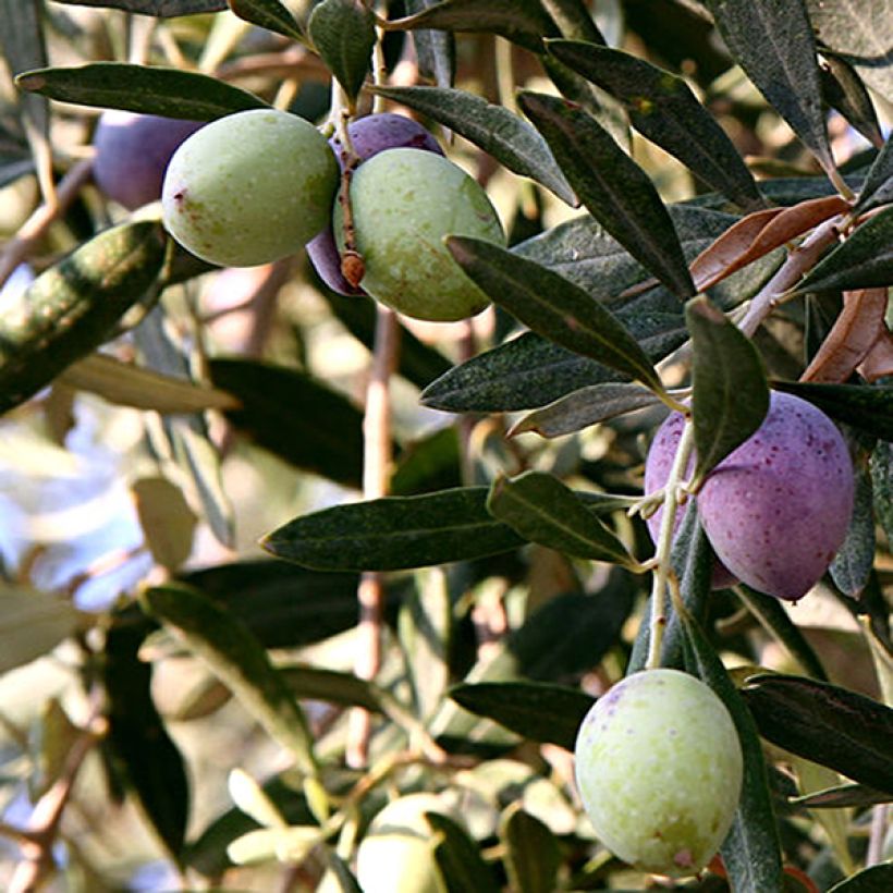 Oliveira Aglandau - Olea europaea (Colheita)