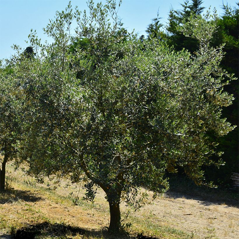 Oliveira Bouteillan - Olea europaea (Hábito)