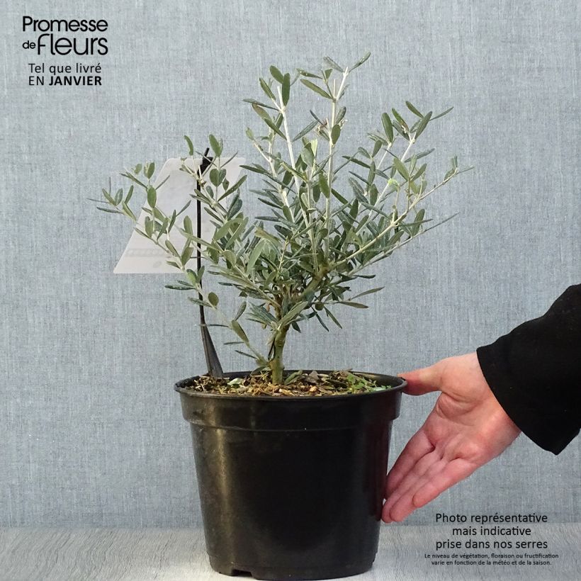 Amostra de Olivier Lucques - Olea europaea Pot de 3L/4L, Touffe tal como entregue no inverno