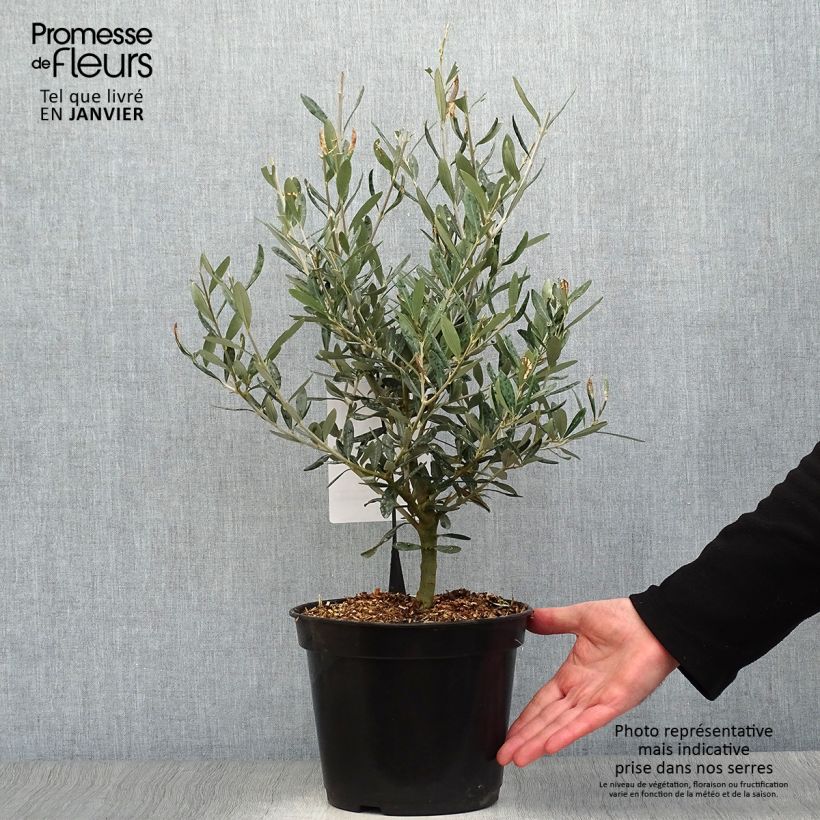Amostra de Olivier Negrette - Olea europea Vaso de 4 L/5 L tal como entregue no inverno