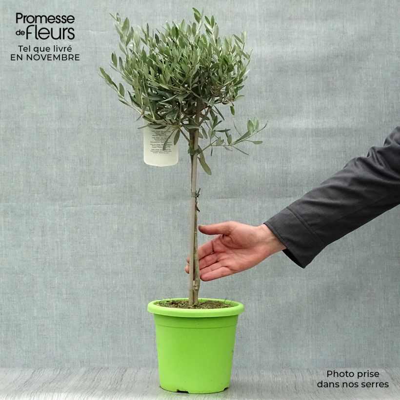 Amostra de Olea europaea - Oliveira num caule Vaso de 2 L/3 L, Mini-haste tal como entregue no outono