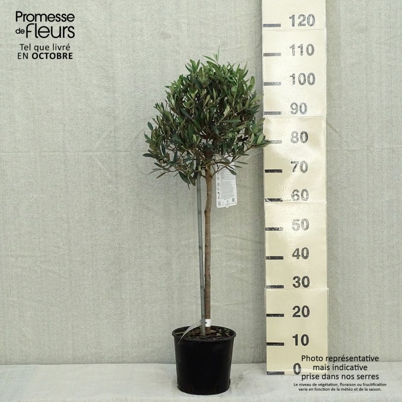 Amostra de Olea europaea - Oliveira num caule Vaso de 4 L/5 L, 1/4 de haste tal como entregue no outono