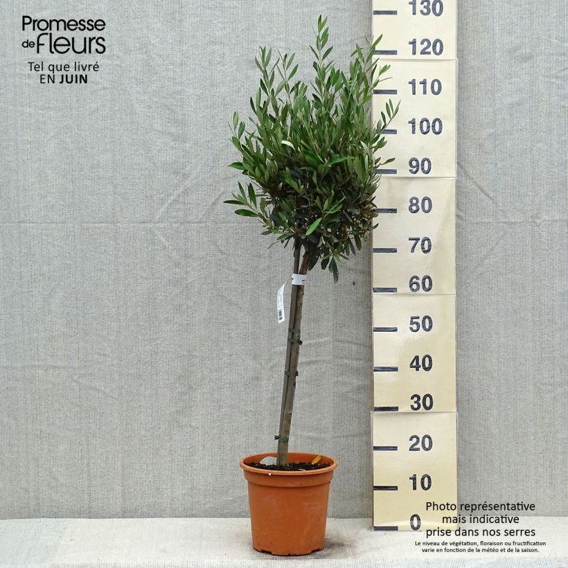 Amostra de Olea europaea - Oliveira num caule Vaso de 4 L/5 L, 1/4 de haste tal como entregue no verão
