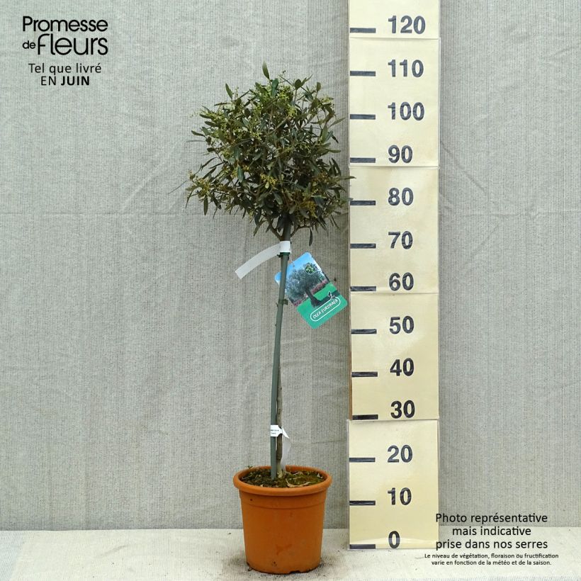 Amostra de Olea europaea - Oliveira num caule Vaso de 7,5 L/10 L, Meia haste tal como entregue no verão