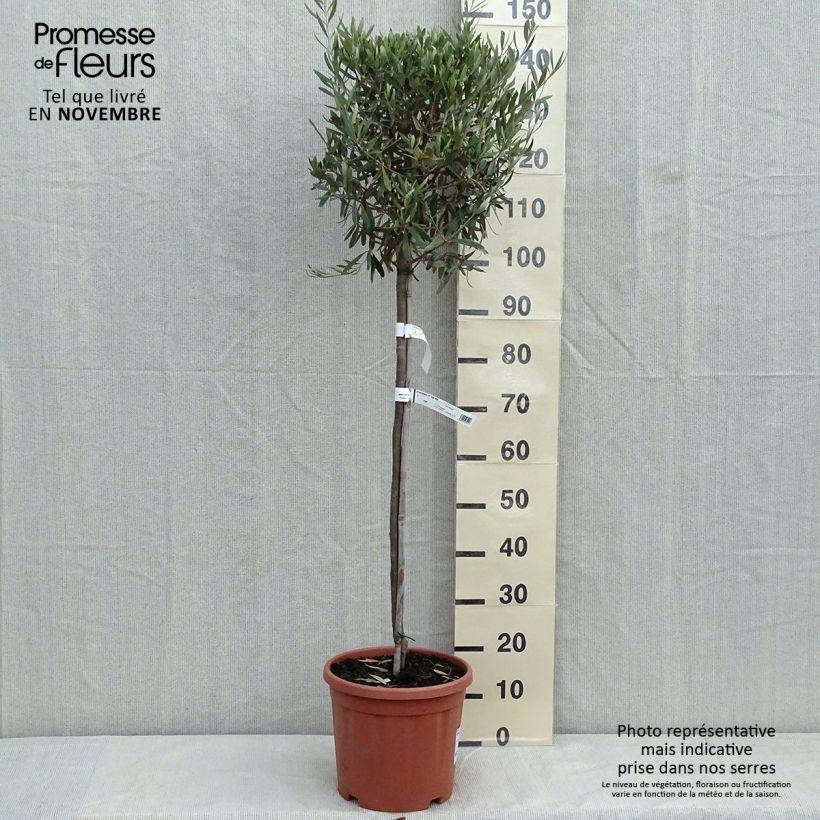 Amostra de Olea europaea - Oliveira num caule Vaso de 7,5 L/10 L, Meia haste tal como entregue no outono