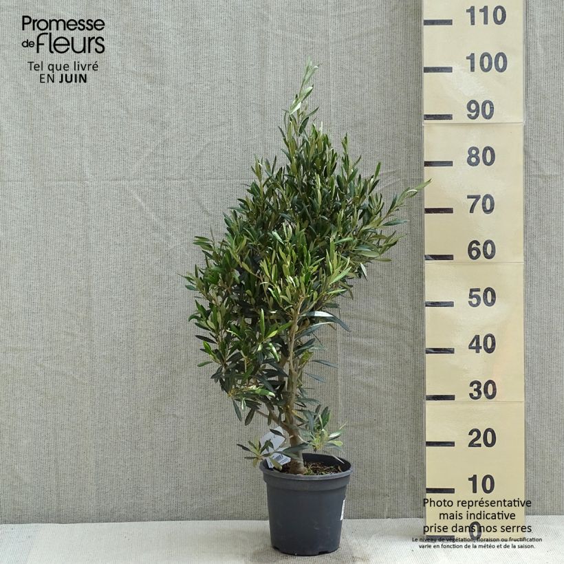 Amostra de Olea europaea - Oliveira Vaso de 2 L/3 L, Arbusto tal como entregue na primavera
