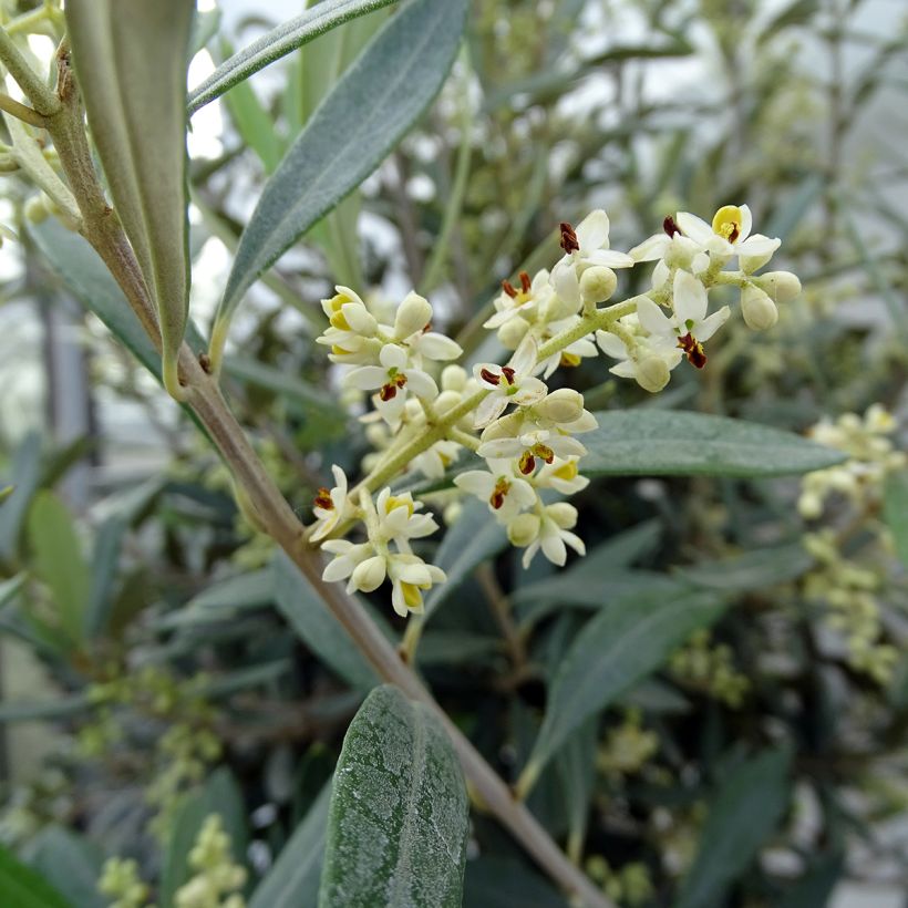 Olea europaea - Oliveira num caule (Floração)