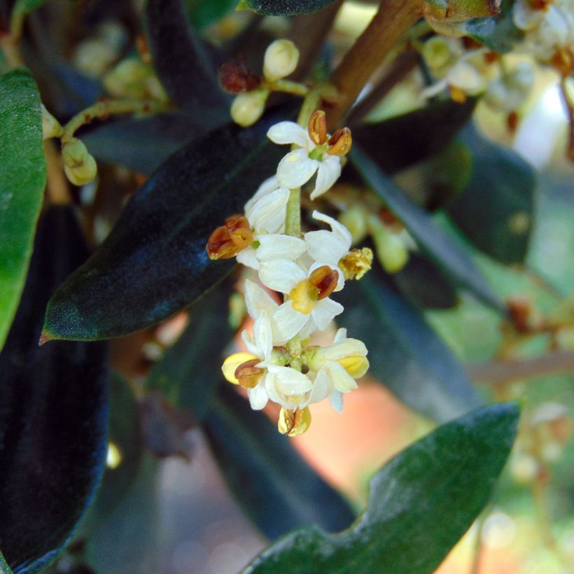 Olea europaea - Oliveira (Floração)