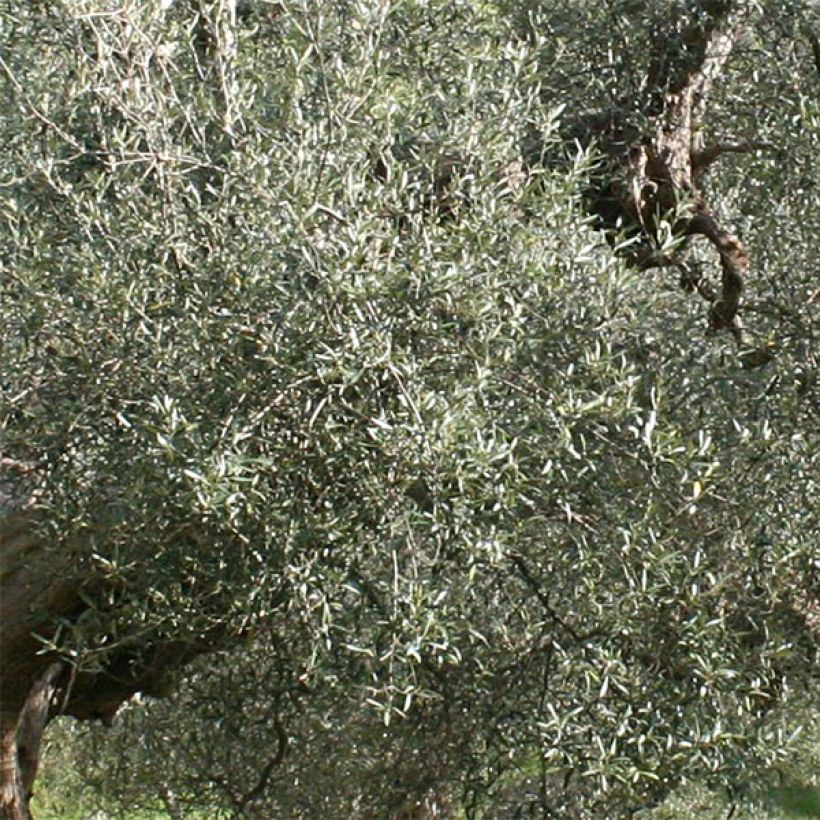 Oliveira Picholine - Olea europaea (Folhagem)