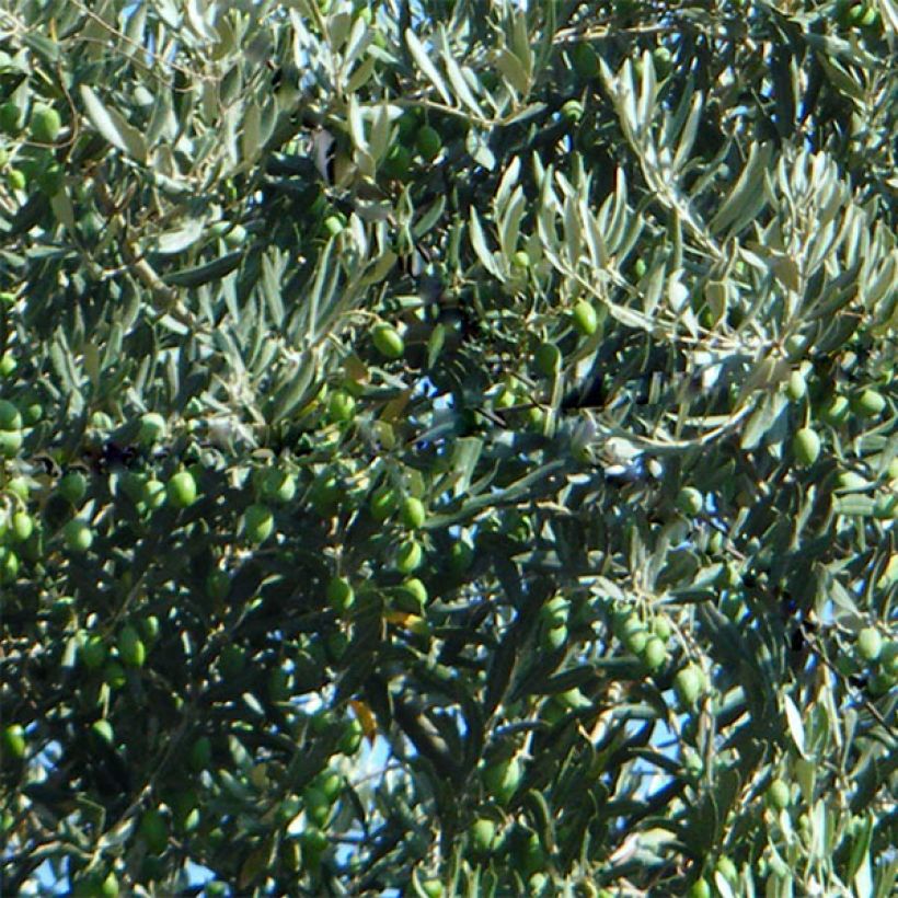 Oliveira Picholine - Olea europaea (Colheita)