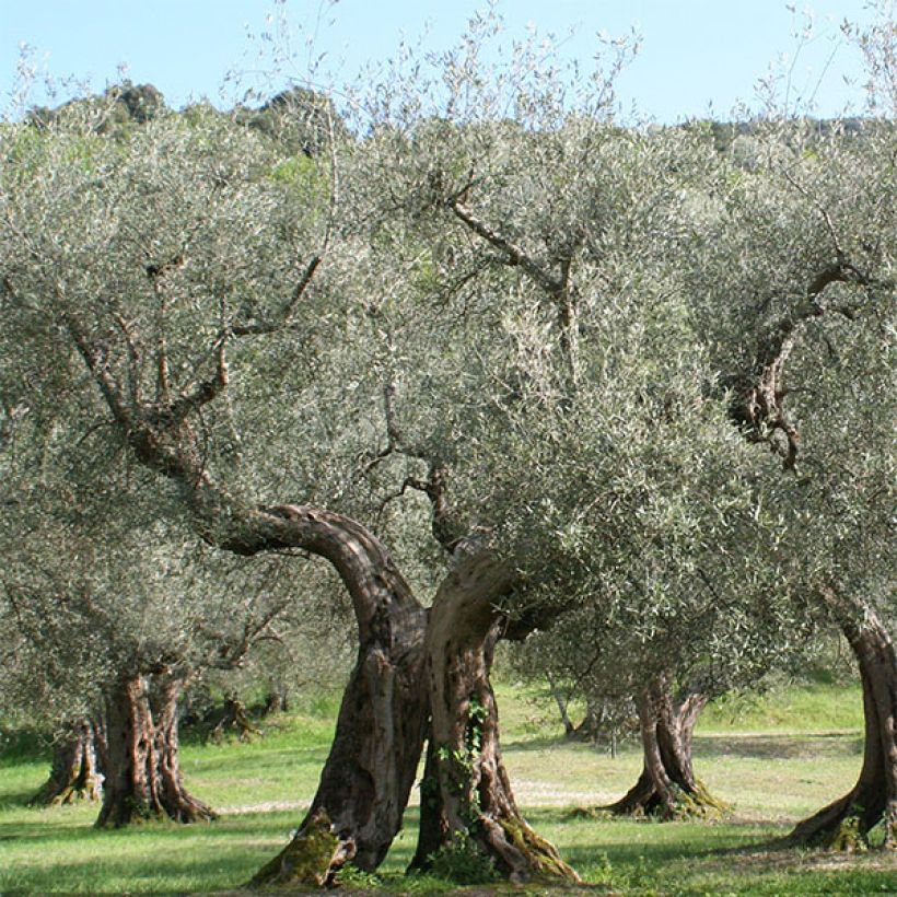 Oliveira Picholine - Olea europaea (Hábito)