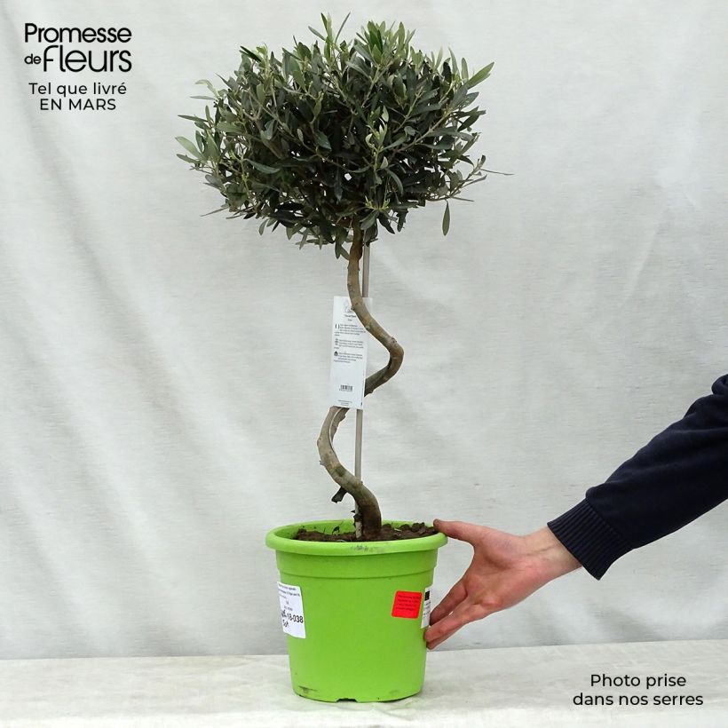 Amostra de Olea europaea - Oliveira num caule Vaso de 4 L/5 L, Haste tal como entregue na primavera