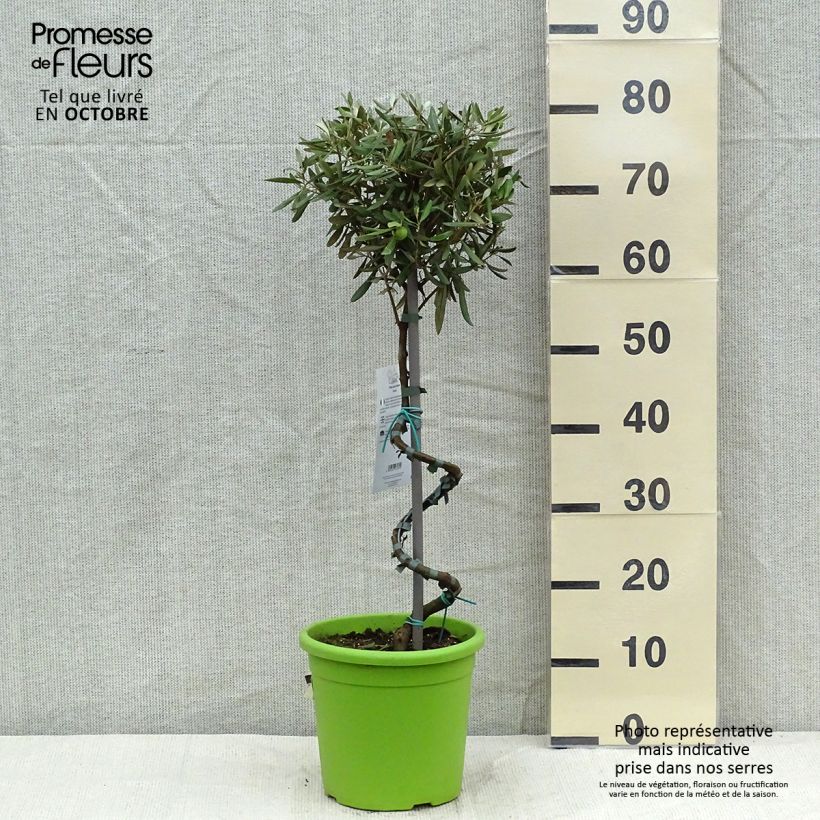 Amostra de Olea europaea - Oliveira num caule Vaso de 4 L/5 L, Haste tal como entregue no outono