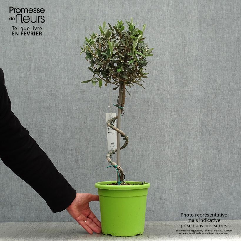 Amostra de Olivier sur tige - Olea europaea Vaso de 4 L/5 L tal como entregue no inverno