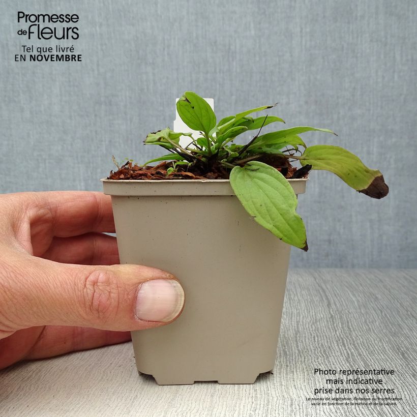 Amostra de Omphalodes cappadocica Cherry Ingram Vaso de 8/9 cm tal como entregue no outono