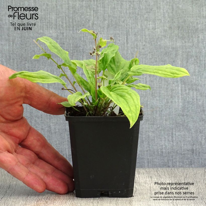Amostra de Omphalodes cappadocica Cherry Ingram Vaso de 8/9 cm tal como entregue no verão