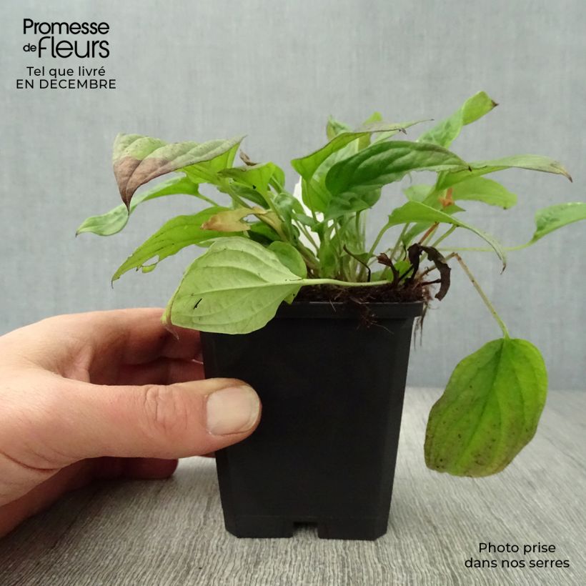 Amostra de Omphalodes Cappadocica Cherry Ingram Vaso de 8/9 cm tal como entregue no inverno