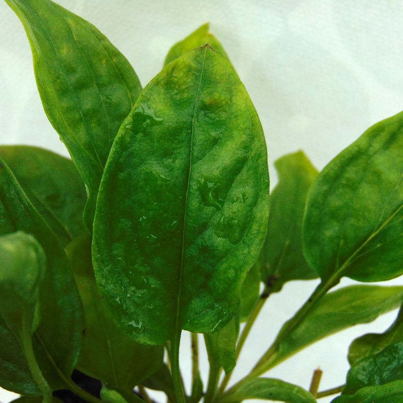 Omphalodes cappadocica Lilac Mist (Folhagem)