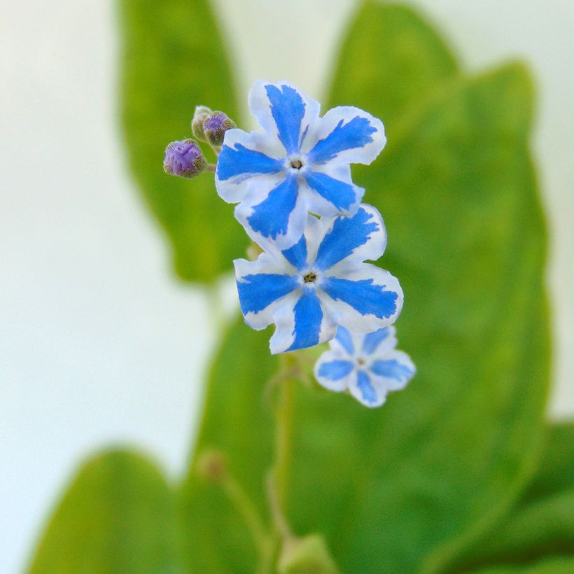 Omphalodes cappadocica Starry Eyes (Floração)