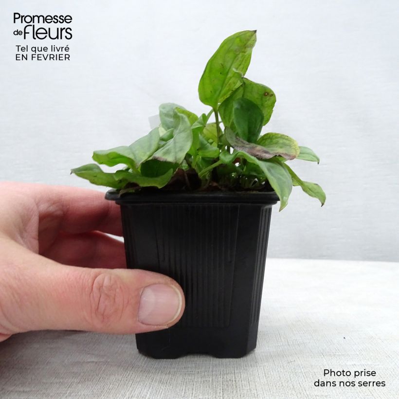 Amostra de Omphalodes cappadocica Starry Eyes Vaso de 8/9 cm tal como entregue no inverno