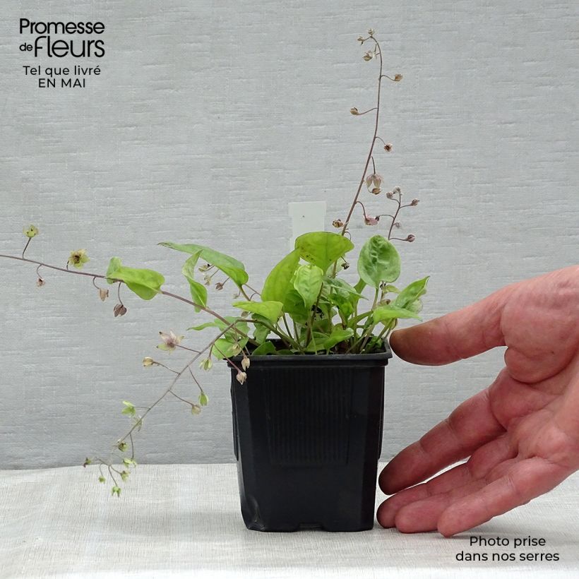 Amostra de Omphalodes cappadocica Starry Eyes Vaso de 8/9 cm tal como entregue na primavera