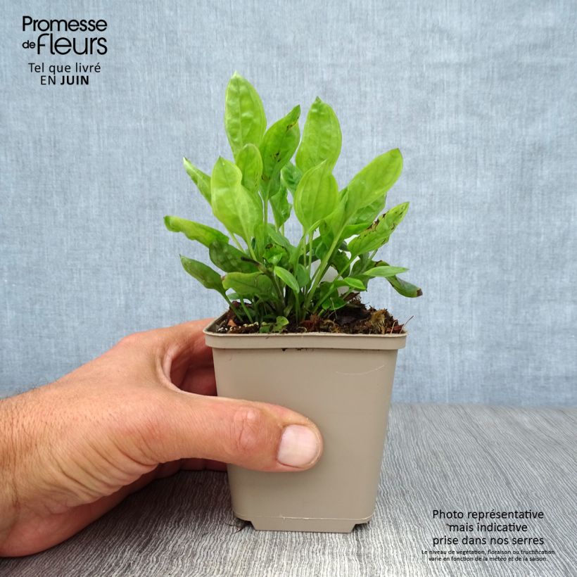 Amostra de Omphalodes cappadocica Starry Eyes Vaso de 8/9 cm tal como entregue no verão