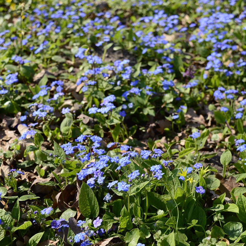 Omphalodes cappadocica (Hábito)