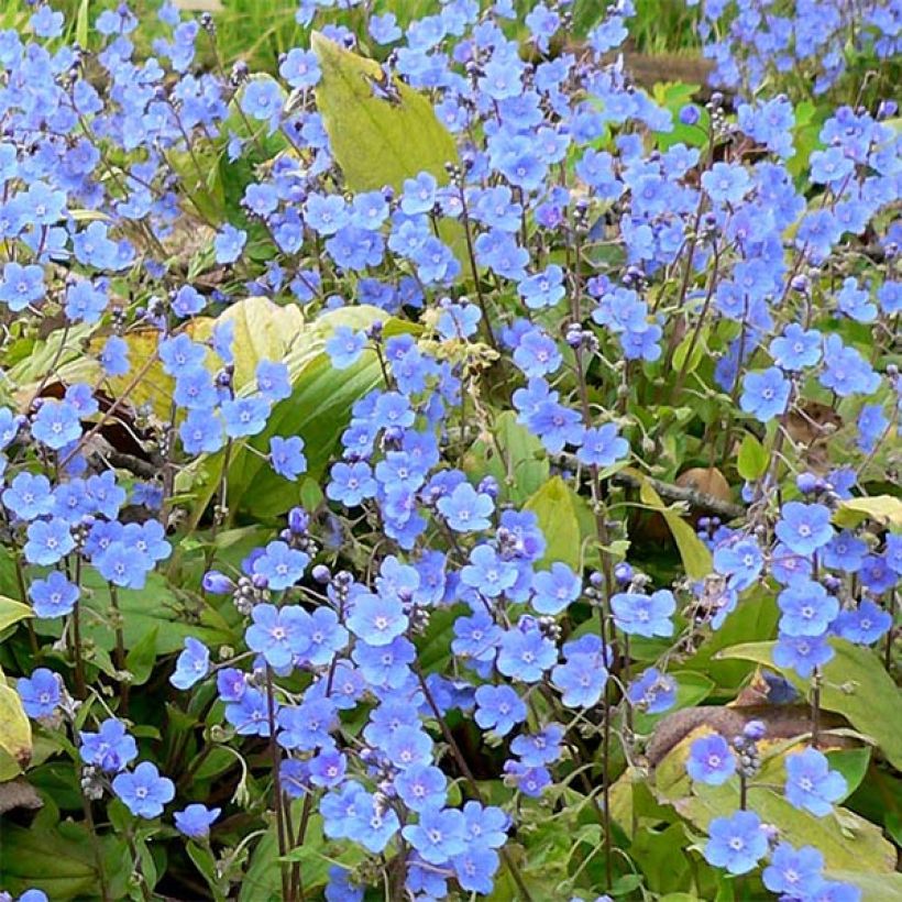 Omphalodes cappadocica (Floração)