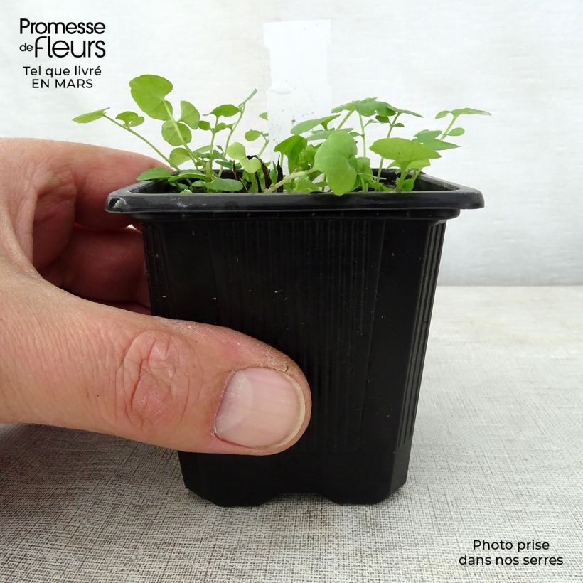 Amostra de Omphalodes verna Alba Vaso de 8/9 cm tal como entregue na primavera