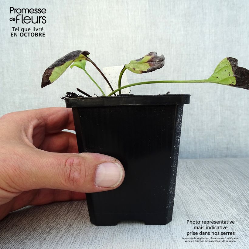 Amostra de Omphalodes verna Alba Vaso de 8/9 cm tal como entregue no outono