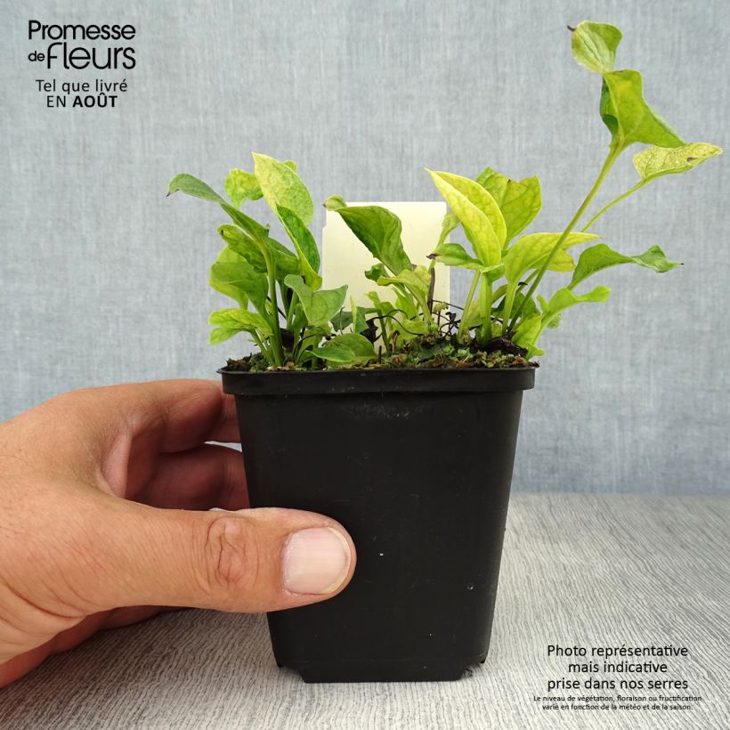 Amostra de Omphalodes verna Vaso de 8/9 cm tal como entregue no verão