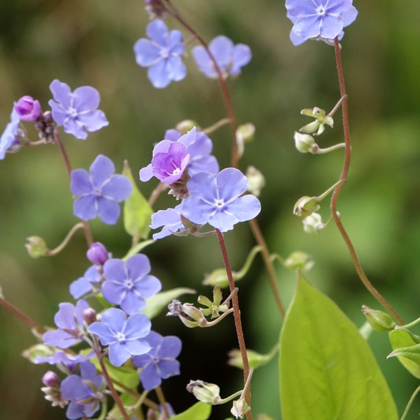 Omphalodes cappadocica Cherry Ingram (Floração)