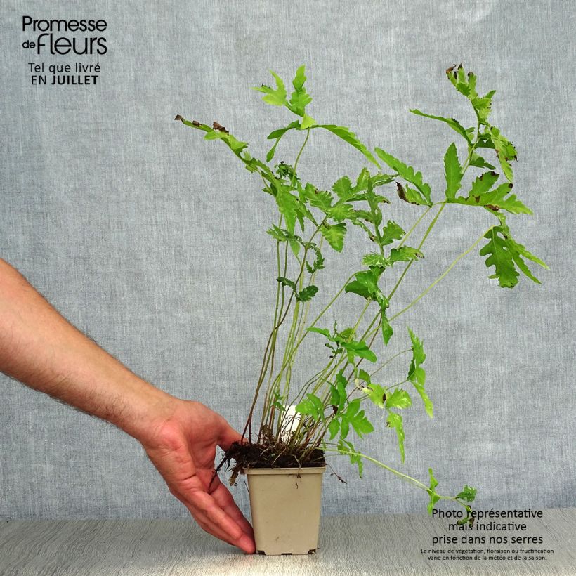 Amostra de Onoclea sensibilis Vaso de 8/9 cm tal como entregue no verão