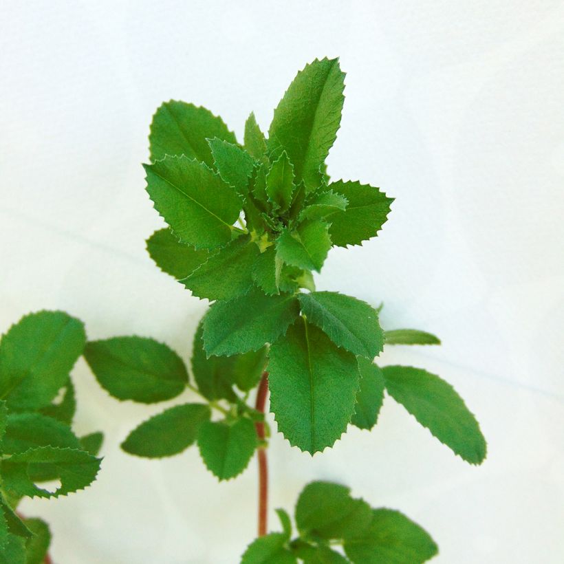 Ononis spinosa (Folhagem)