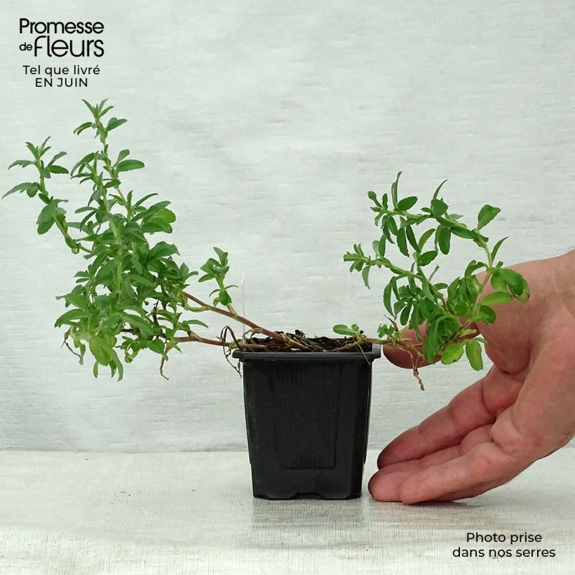 Amostra de Ononis spinosa Vaso de 8/9 cm tal como entregue no verão