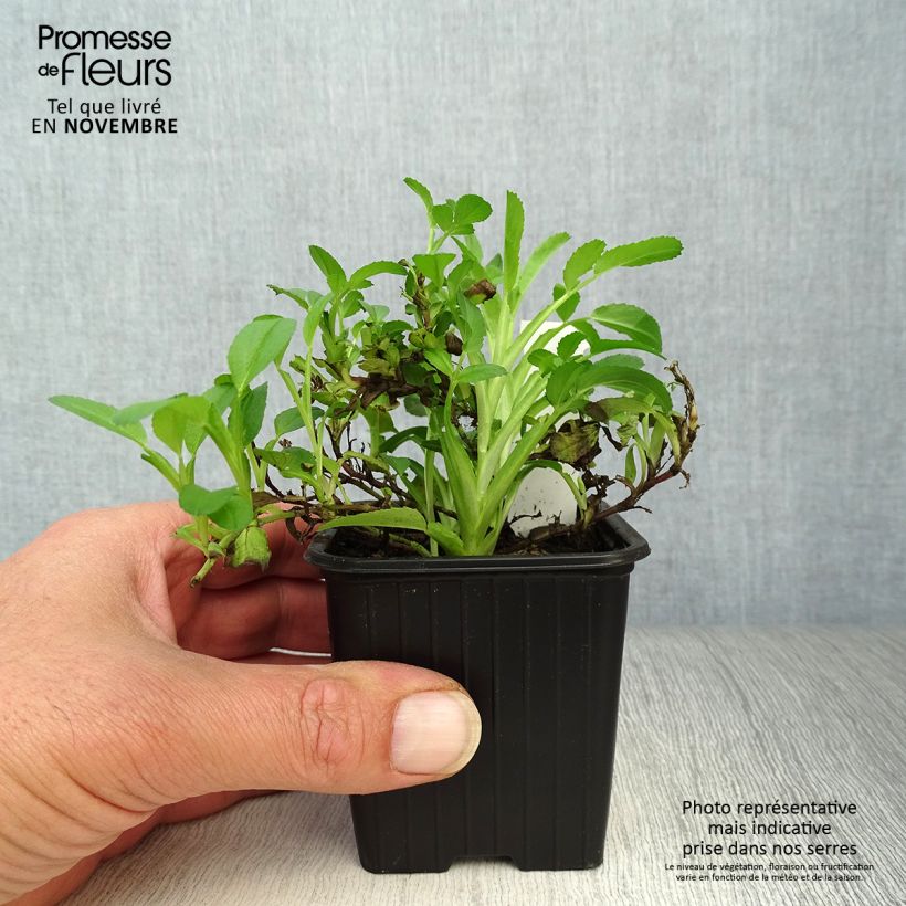 Amostra de Ononis spinosa Vaso de 8/9 cm tal como entregue no outono
