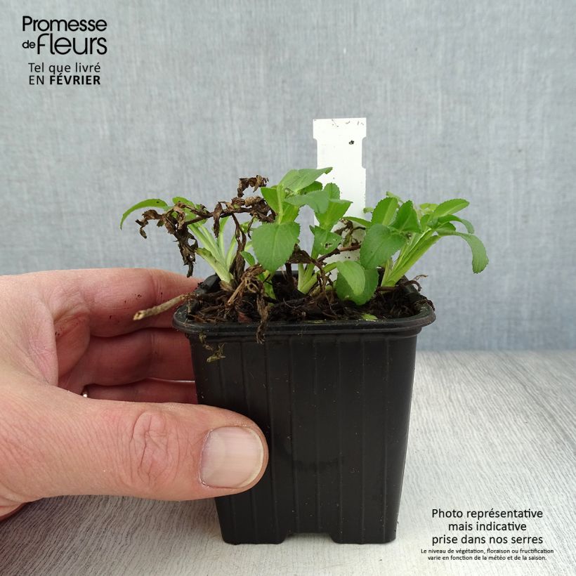 Amostra de Ononis spinosa - Bugrane épineuse. Vaso de 8/9 cm tal como entregue no inverno