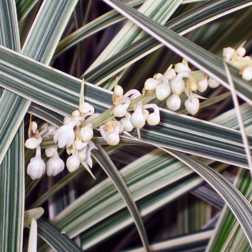 Ophiopogon jaburan Albo Variegata - Mondo (Floração)