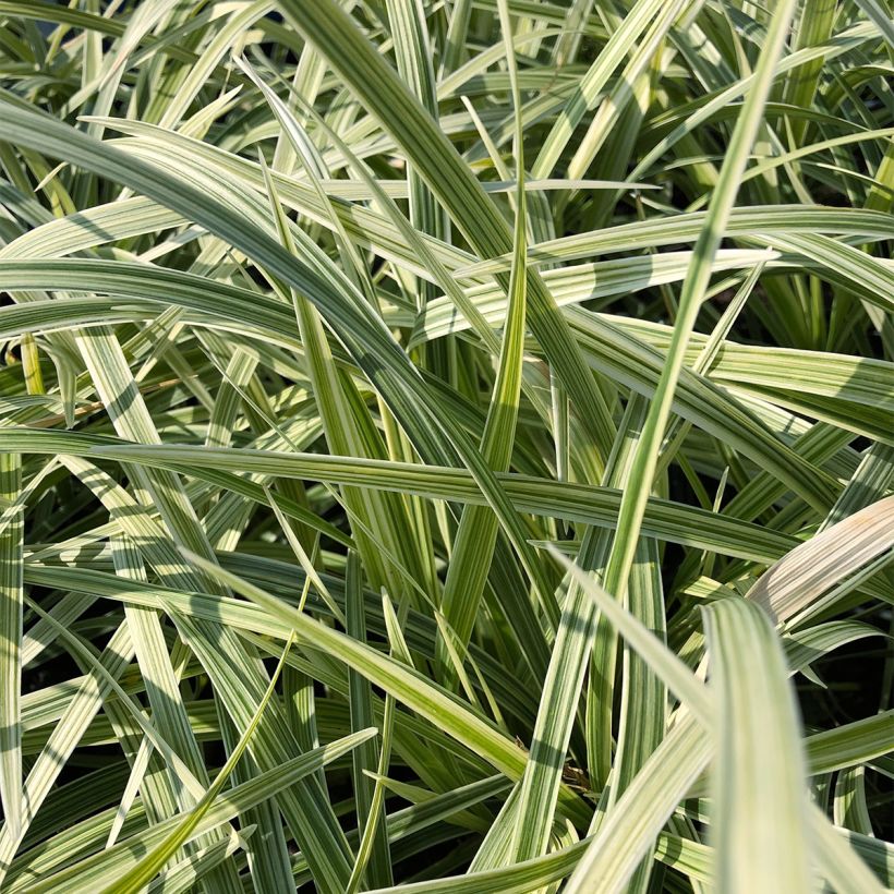 Ophiopogon jaburan Albo Variegata - Mondo (Folhagem)