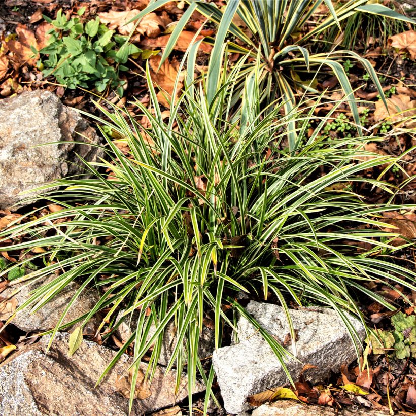 Ophiopogon jaburan Albo Variegata - Mondo (Hábito)