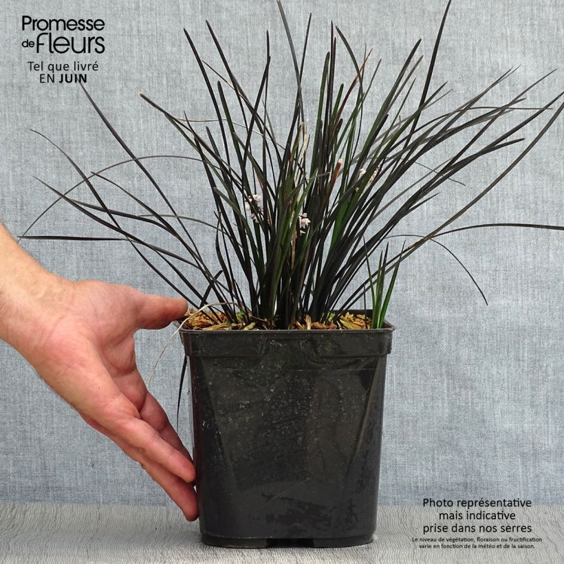 Amostra de Ophiopogon planiscapus Hosoba Kokuryu Vaso de 2 L/3 L tal como entregue no verão