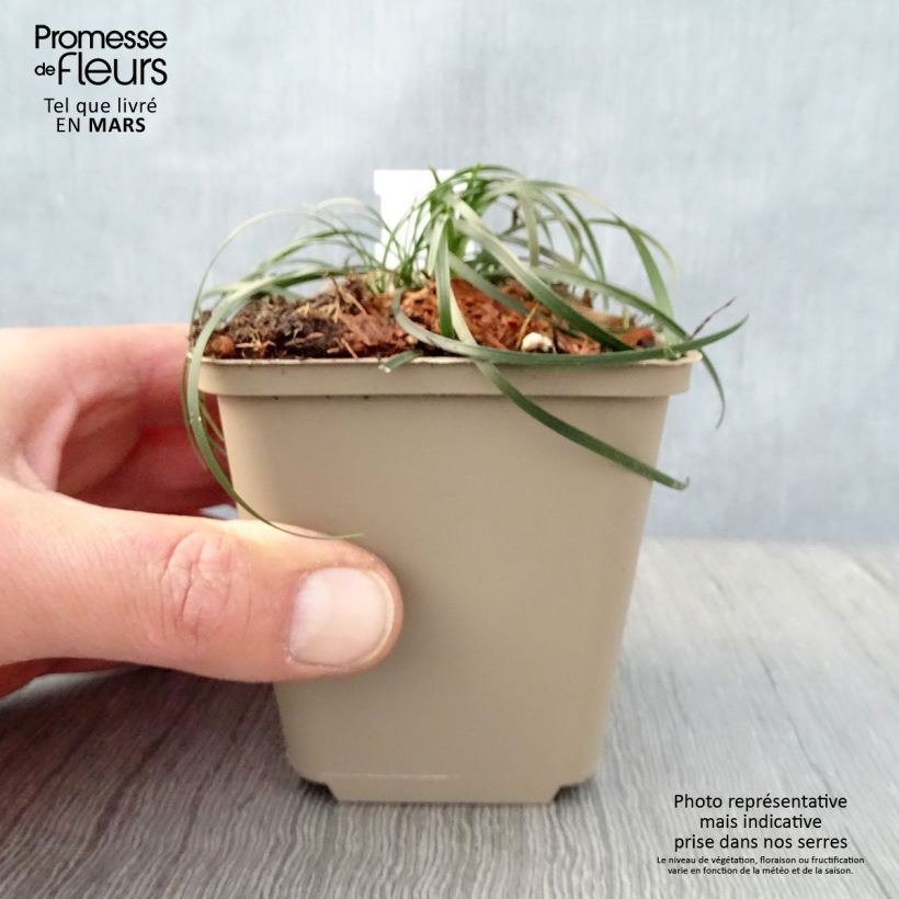 Amostra de Ophiopogon chingii Vaso de 8/9 cm tal como entregue na primavera