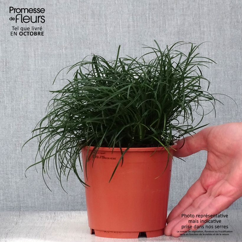 Amostra de Ophiopogon chingii Vaso de 1 L/1,5 L tal como entregue no outono