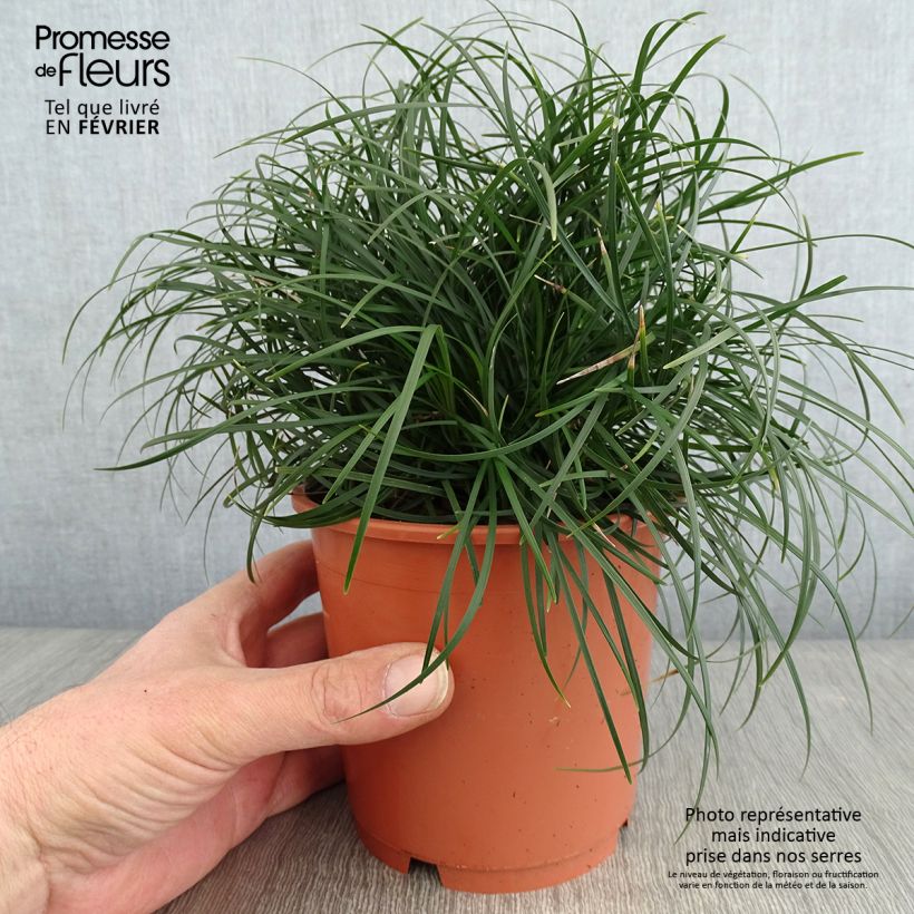 Amostra de Ophiopogon chingii - Herbe aux turquoises Pot de 1L/1,5L tal como entregue no inverno