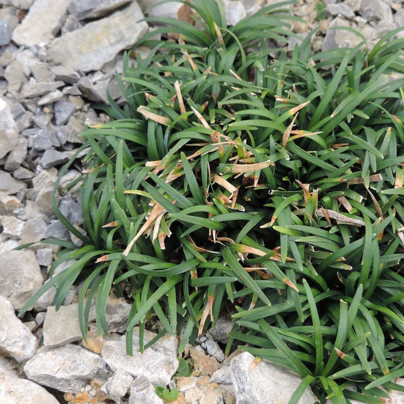 Ophiopogon japonicus Minor (Hábito)