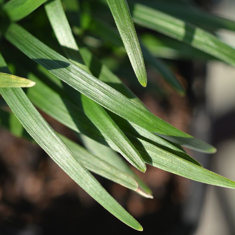 Ophiopogon japonicus Minor (Folhagem)