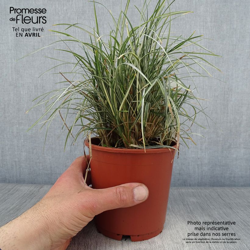 Amostra de Ophiopogon japonicus Silver Mist Vaso de 1 L/1,5 L tal como entregue na primavera
