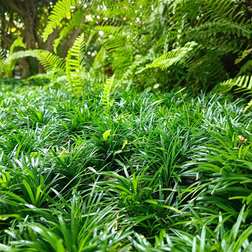 Ophiopogon japonicus Minor - Mondo (Hábito)